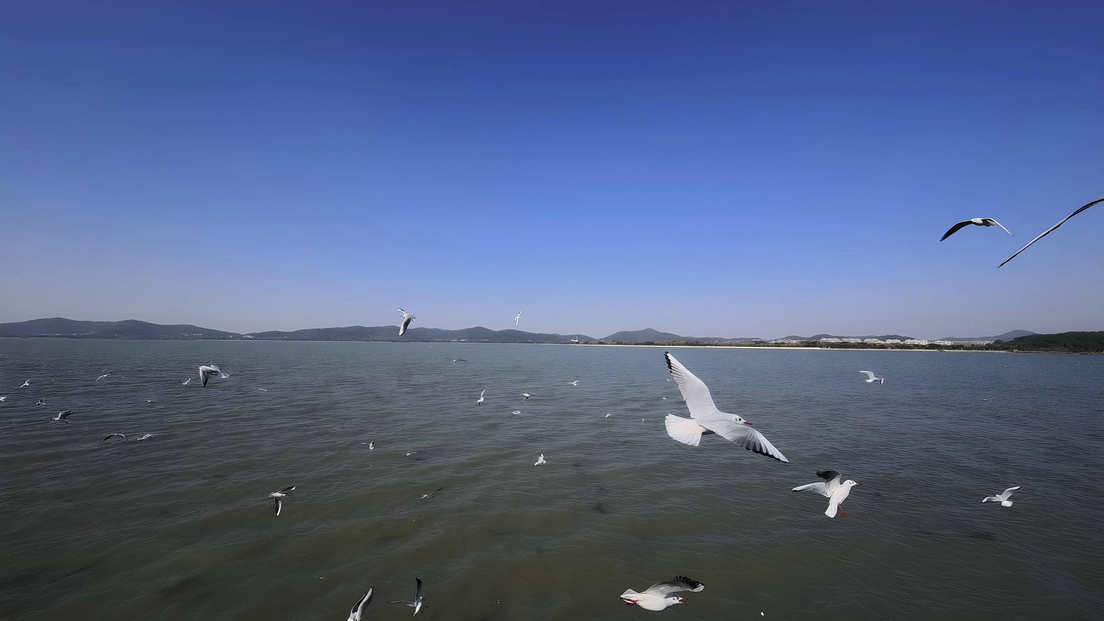 鼋头渚坐船喂海鸥