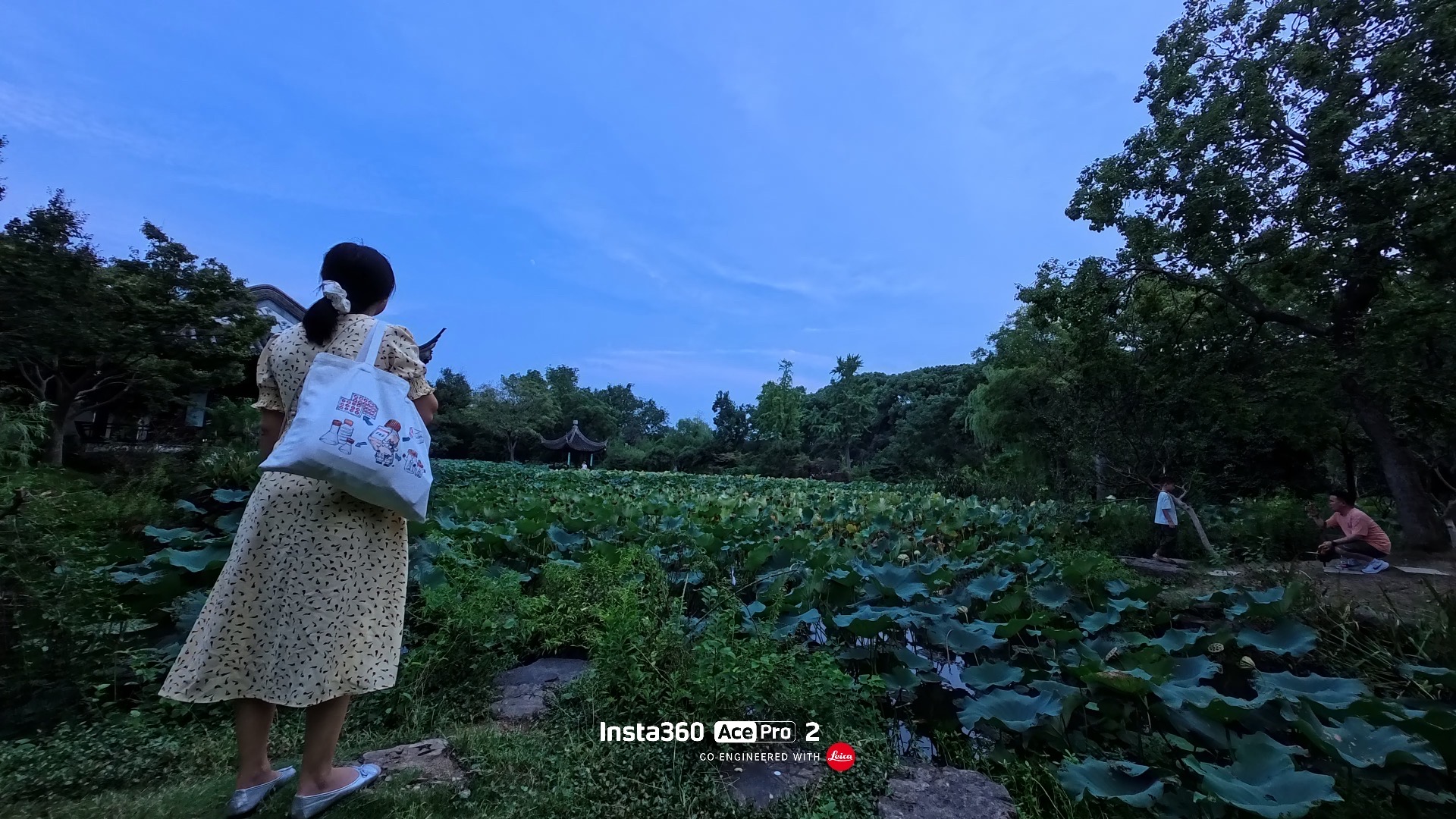 记不清是哪个园林了，找到了接天莲叶无穷碧的感觉