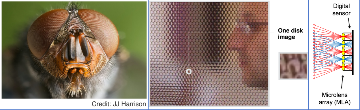 蚊虫复眼与光场相机