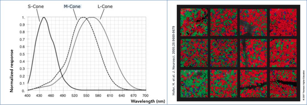 不同的感光细胞敏感度,以及不同个体之间视锥细胞的不同分布
