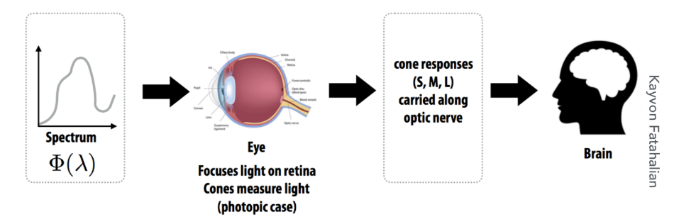 三原色理论的生物学基础