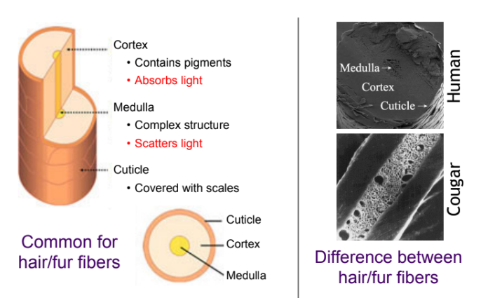 髓质毛发模型原理